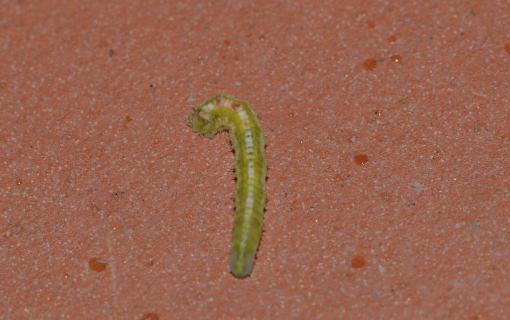 Larva di Surphidae da confermare